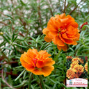 Hezhichun Orange Moss-Rose Purslane Seeds, 1g