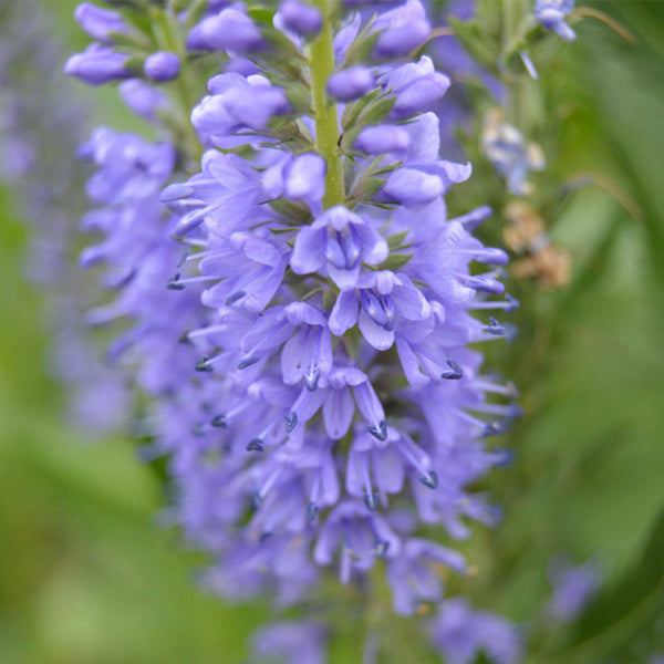 Hezhichun Spiked Speedwell Seeds, 1g