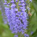 Hezhichun Spiked Speedwell Seeds, 1g