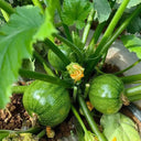 Black Pearl Round Zucchini Seeds, 10 Seeds