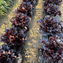 Crimson Wrap Lettuce Seeds, 2g