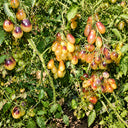 311 Marchenengel Fairytale Angel Tomato, 5 Seeds