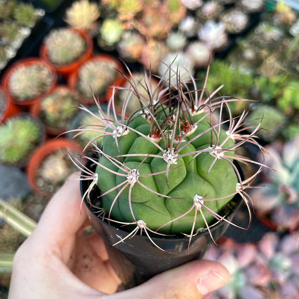 Gymnocalycium saglionis, 3-4cm