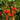 Mini Red Sweet Pepper, 10 Seeds
