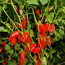 Mini Red Sweet Pepper, 10 Seeds
