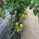 Cream White Cherry Tomato F1 Seeds, 20 Seeds