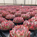 Echeveria 'Silhouette', 3pcs x 1-head