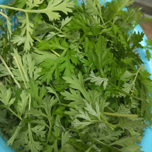 Fragrant Artemisia, 500 Seeds