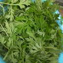 Fragrant Artemisia, 500 Seeds