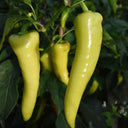 Baifeicui Pepper Seeds, 0.5g