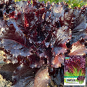 Crimson Wrap Lettuce Seeds, 2g
