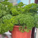 Curly Leaf Parsley Seeds, 2g