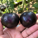 W1357 Blueberry Fruit Tomato, 100 Seeds