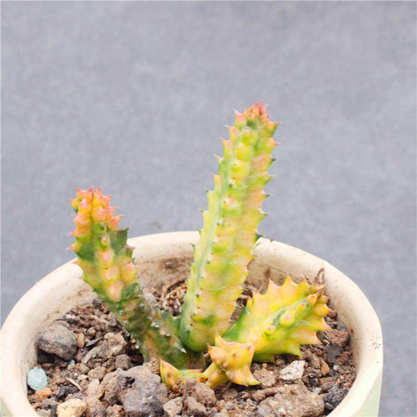 Variegated Huernia zebrina 'Lifesaver', 3-4cm