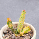 Variegated Huernia zebrina 'Lifesaver', 3-4cm