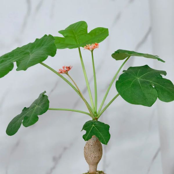 TD001 Jatropha podagrica, 1 Live Plant