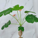 TD001 Jatropha podagrica, 1 Live Plant