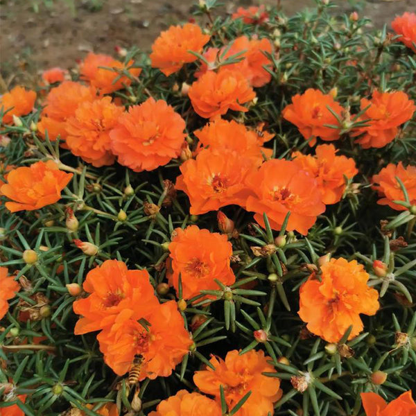 Hezhichun Coral Red Moss-Rose Purslane Seeds, 1g