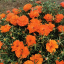 Hezhichun Coral Red Moss-Rose Purslane Seeds, 1g