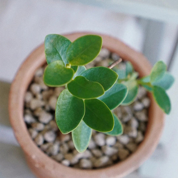 Hoya cumingiana, 5 Cuttings