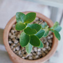 Hoya cumingiana, 5 Cuttings