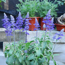 Blue Sage, 200 Seeds