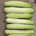 'Yanbai No.7' Long Green-and-white Cucumber Hybrid Seeds, 1g