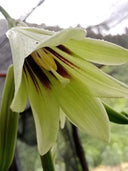 Cardiocrinum giganteum var. yunnanense