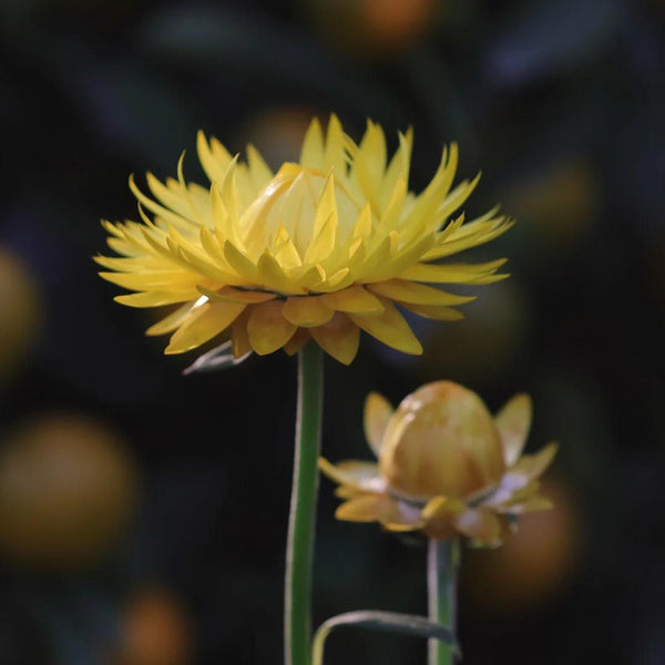 Yellow Strawflower Seeds, 200 Seeds