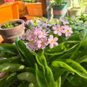 Pink Alpine Forget-Me-Not Seeds, 600 Seeds