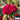 Hezhichun Red Cockscomb Seeds, 1g