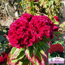 Hezhichun Red Cockscomb Seeds, 1g