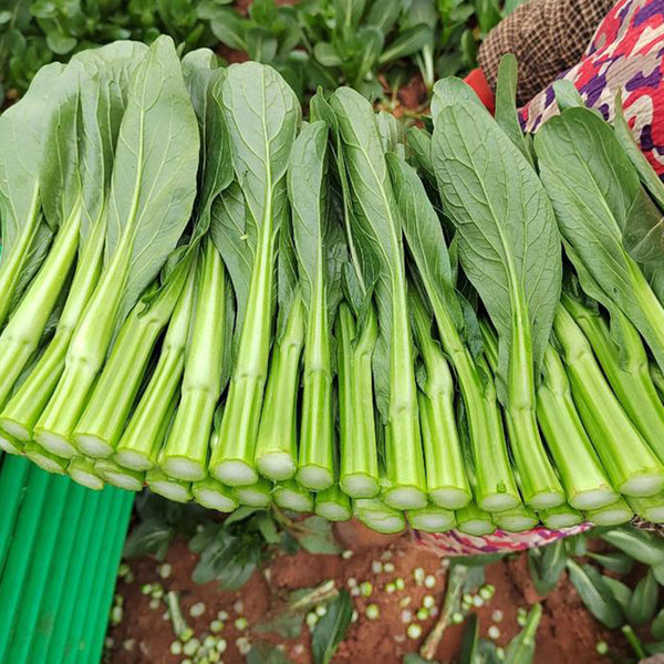 Meiqi No.2 Sweet Choy Sum Seeds, 10g