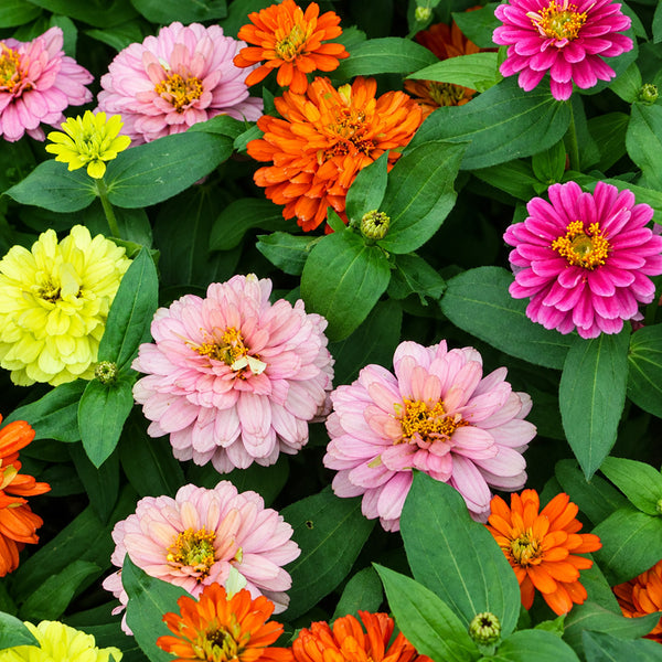 W1342 Dwarf Double Zinnia Mix, 100 Seeds