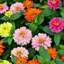 W1342 Dwarf Double Zinnia Mix, 100 Seeds