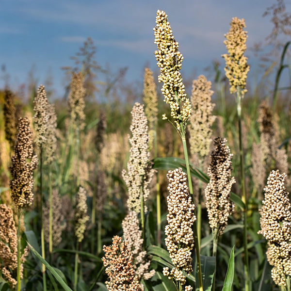 'Bainuo No.1' White Waxy Sorghum Seeds, 40g