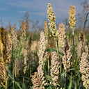 'Bainuo No.1' White Waxy Sorghum Seeds, 40g