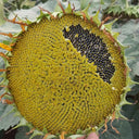 Short-stemmed Oil Sunflower Seeds, 20g