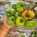 348 Coral Queen Tomato, 5 Seeds