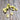 222 Dwarf Desert Star Cherry Tomato, 5 Seeds
