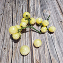 222 Dwarf Desert Star Cherry Tomato, 5 Seeds