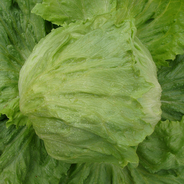 Caesar Crisphead Lettuce Seeds, 1g