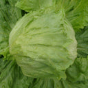 Caesar Crisphead Lettuce Seeds, 1g