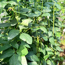Long Dragon Cowpea Seeds, 50g