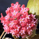 Hoya ilagiorum, 5 Cuttings
