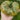 Brown Bear Tomato, 5 Seeds
