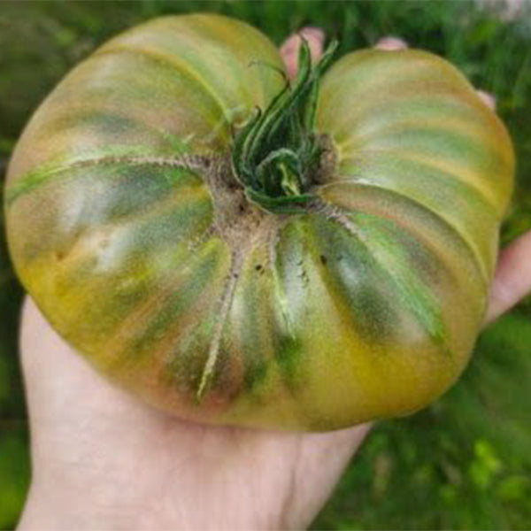 Brown Bear Tomato, 5 Seeds