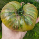 Brown Bear Tomato, 5 Seeds