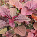 Red Round Leaf Amaranth Seeds, 20g