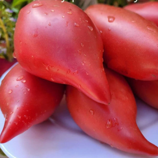 Sultan Pink Shoes Tomato